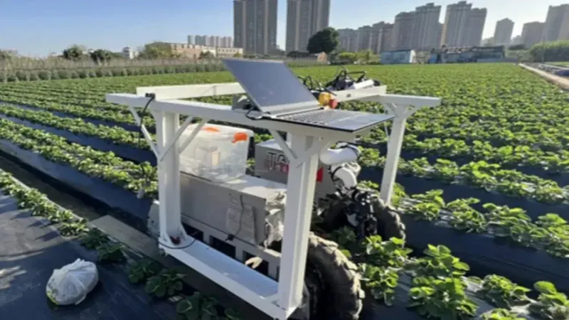 Çilek Tarlalarında Devrim! Yapay Zeka Robotlar Hasada Başladı