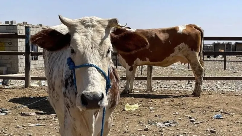 Kerkük'te Kanamalı Virüs Paniği! Et Satışları Çakıldı